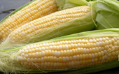 MAIZE