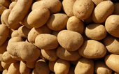 POTATO