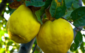ORCHARD,GARDEN