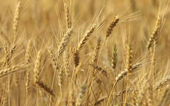 CEREALS